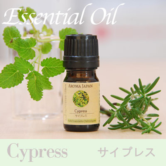 サイプレス精油3ml~　アロマオイル/エッセンシャルオイル/ケモタイプ精油/Cypress/Essential Oil