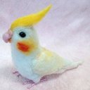 オカメインコちゃん♪