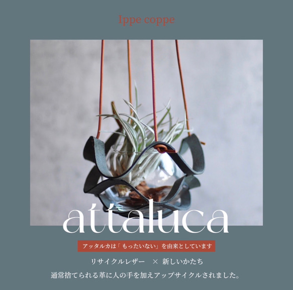 植物ハンガー【attaluca】アッタルカ |バイカラー|エアプランツハンガー | ハンキングプランター | かわいい