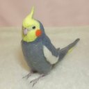 ライフサイズ♪ 　オカメインコインコ ノーマル ♂  Wool figure  Real size  cockatiel  Stuffed wool  羊毛インコ 鳥のオブジェ リアルバード 受注制作