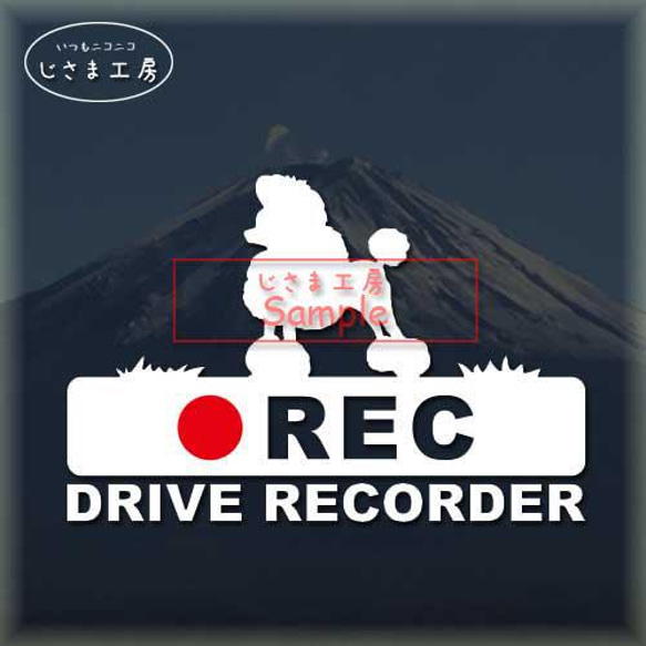 トイプードル(コンチネンタルクリップカット）の白シルエットステッカー後方注意!!『DRIVE　RECORDER』