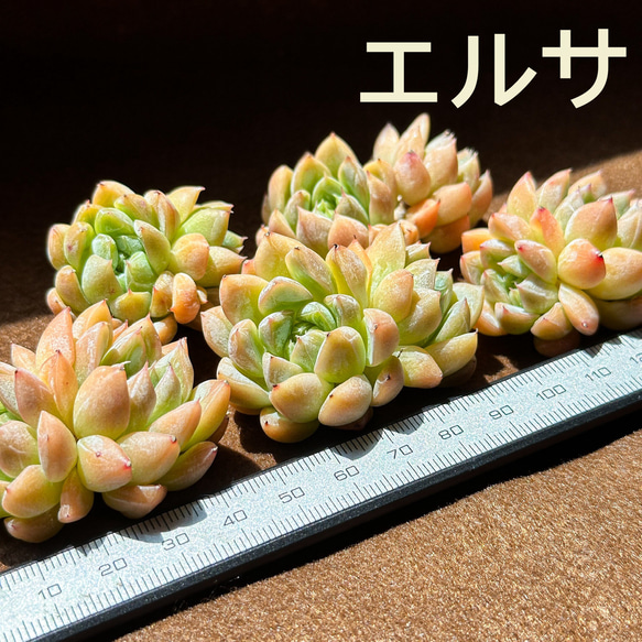 新入荷 多肉植物 エケベリア エルサ 超美苗 レア種