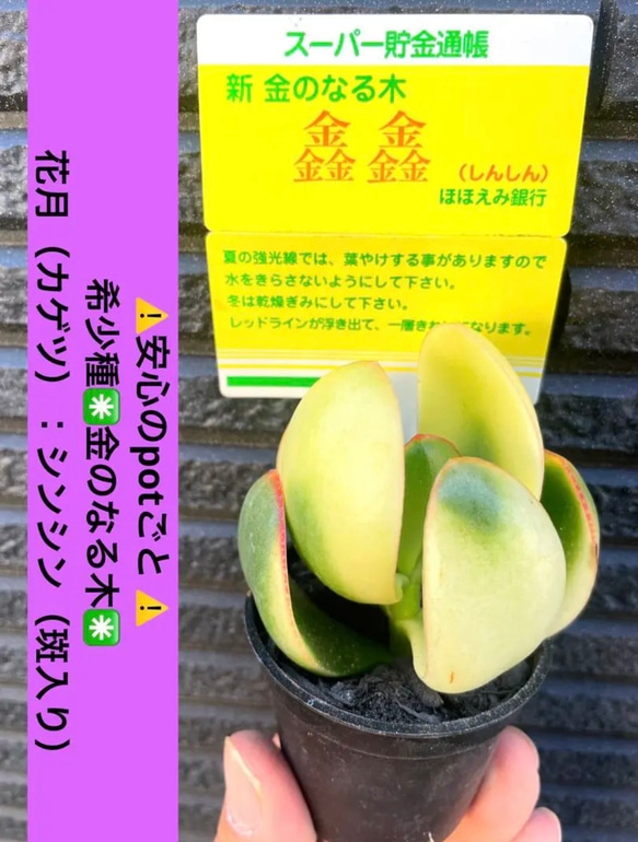 ⚠️安心の potごと⚠️希少種✳️金のなる木✳️ 黄金花月（カゲツ）：シンシン（斑入り）