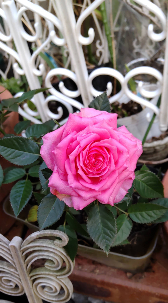 ミニ薔薇ローズカラー   とても小さい薔薇なのにこの色があるだけで花壇の雰囲気が変わる