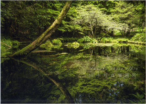 山吹水源の水鏡 LP0603