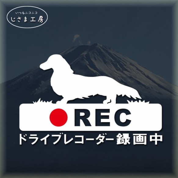 ダックスフンドの白色シルエットステッカー危険運転防止!!ドライブレコーダー録画中