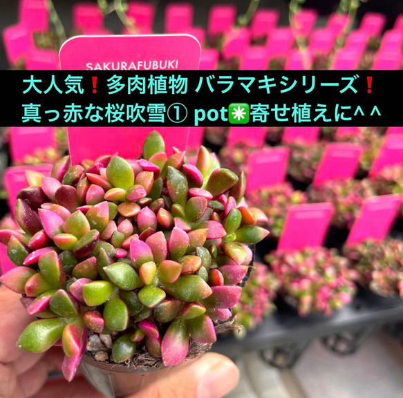 大人気❗️多肉植物 バラマキシリーズ❗️ 真っ赤な桜吹雪① pot分✳️寄せ植えに^ ^