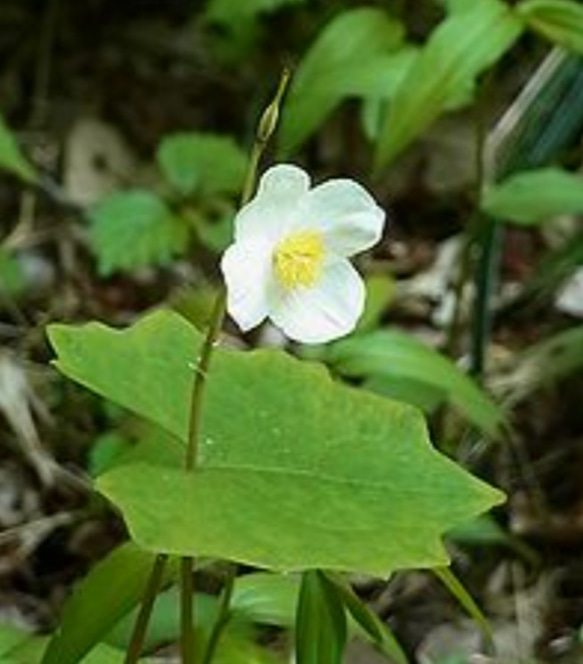 白雪芥子 しらゆきげし 日陰に密やかに咲く山野草 侘びた雰囲気を持つことから茶花として・ 特徴的な葉形