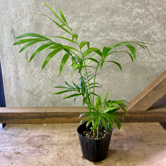 観葉植物　テーブルヤシ