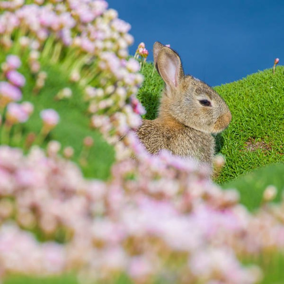 野ウサギのおうちは花畑／インテリアに新しい景色を、写真をマットパネル仕上げで