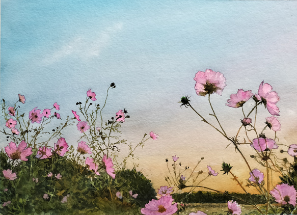 絵画　水彩画　風景画　画題「夕暮れに浮かぶ秋桜」