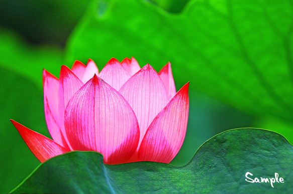 ◇ハスの花写真