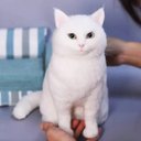 【オーダーメイドペット】羊毛フェルト、うちの子　猫ぬいぐるみ、フェルト猫、羊毛猫、肖像画、犬猫人形 プレゼントやギフトに