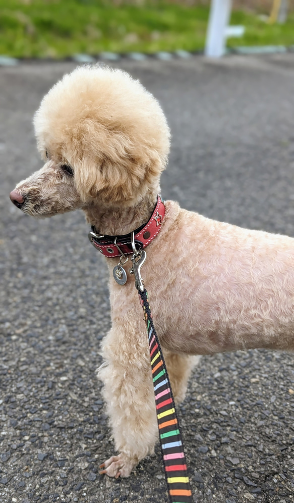 レザー(エルヴァケーロ)の犬の首輪　レッド·ピンク