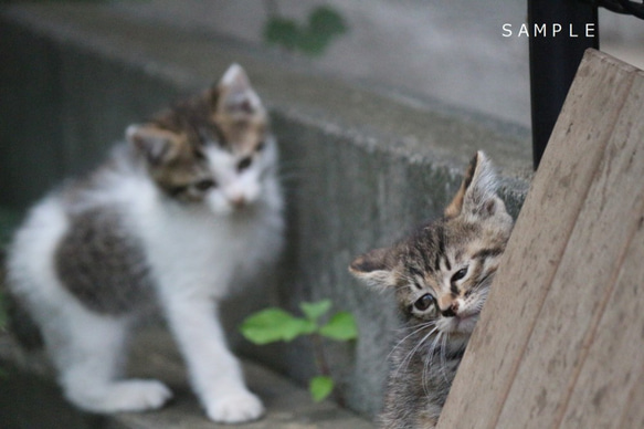 写真ポストカード【猫のいる日常】