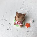 浮き輪猫さん　茶トラ