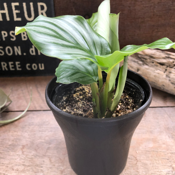 オルビフォリア♡カラテア♡風水♡観葉植物♡インテリア