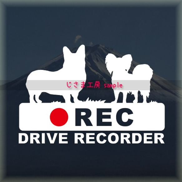 ウエルシュコーギー＆パピヨンの白シルエットステッカー後方注意!!『DRIVE　RECORDER』