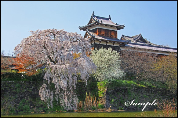 桜と郡山城跡