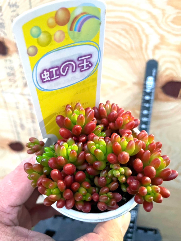 【✨✨送料込みプライスにしました！✨✨】濃い紅葉TYPEバラマキ虹の玉お試しプライス^_^