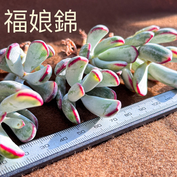 新入荷 多肉植物 ベンケイソウ科コチレドン属 福娘錦 レア種