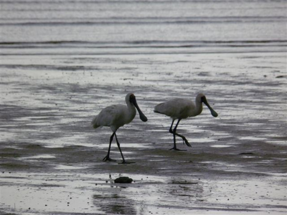 ケアンズ野鳥 A4版 プリント 写真額