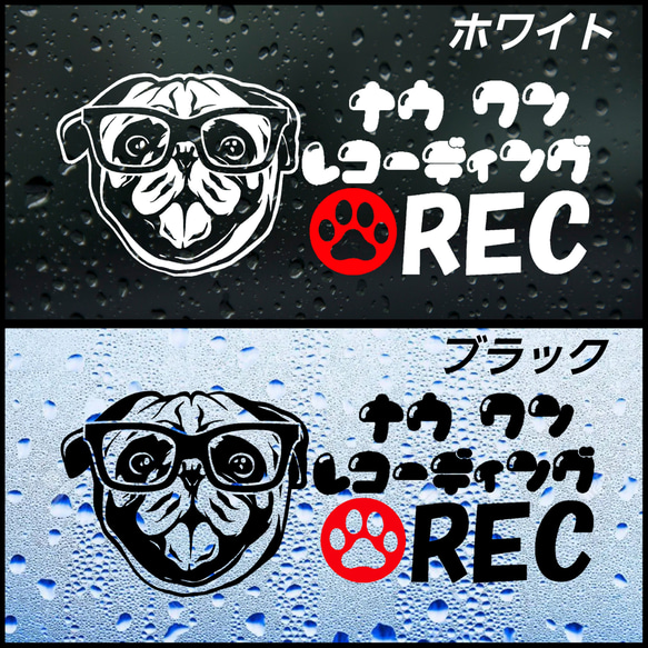 パグ　ドライブレコーダーステッカー　ナウ ワン レコーディング