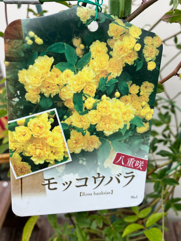 薔薇苗＊モッコウバラ白花＊黄花＊ガーデニング＊庭植え