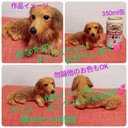 羊毛フェルト　受注製作　可愛い　ミニチュアダックス　犬　ダックス　オーダー　オーダーメイド