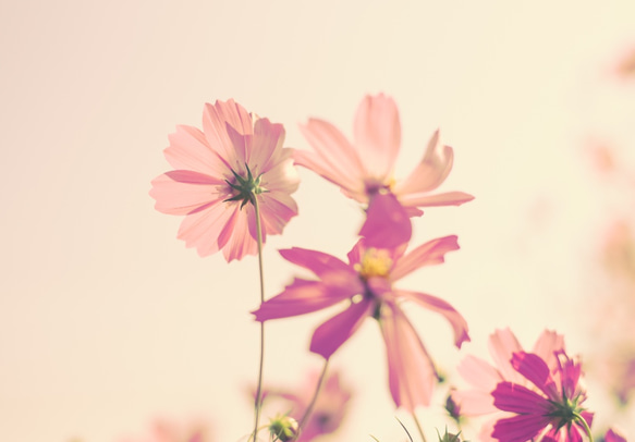 写真のある豊かな暮らし【秋桜の優しい彩】