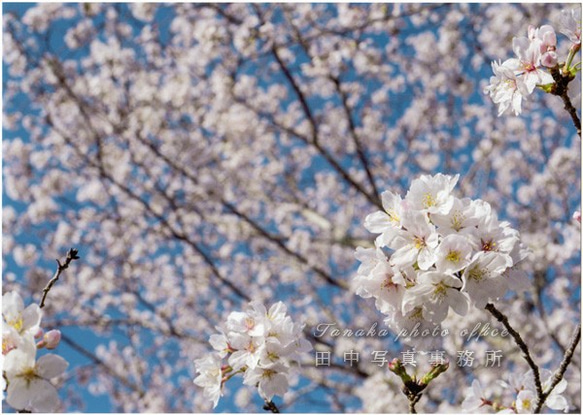 満開の桜の花 LP0563