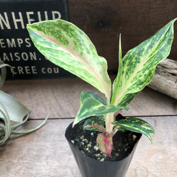 ピンクバタフライ♡アグラオネマ♡観葉植物♡インテリア