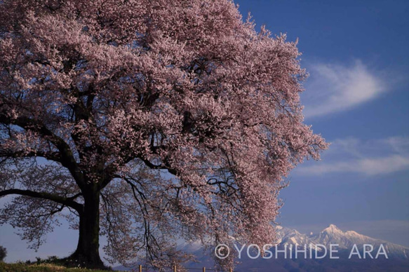 【額装写真】朝陽浴びる一本桜と残雪の八ヶ岳