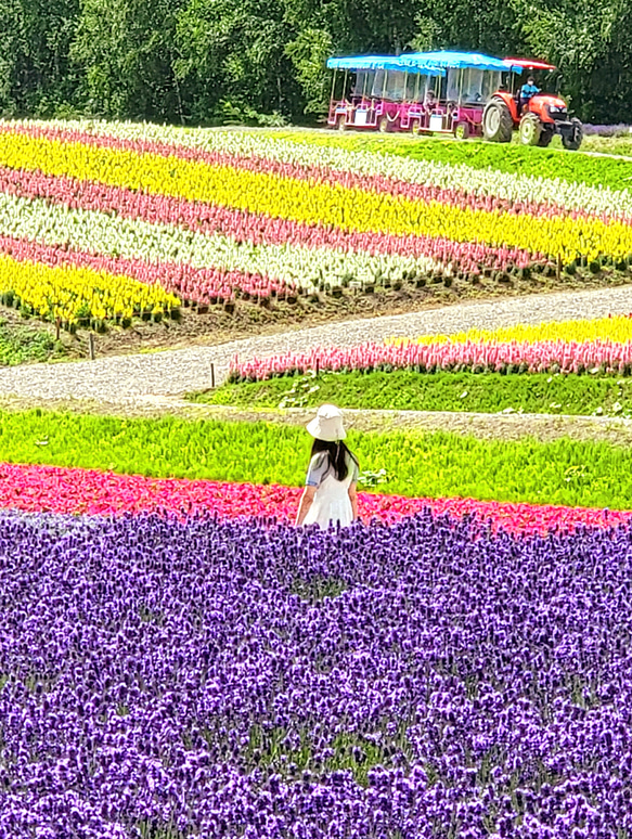 北海道『美瑛の丘』ラベンダー畑