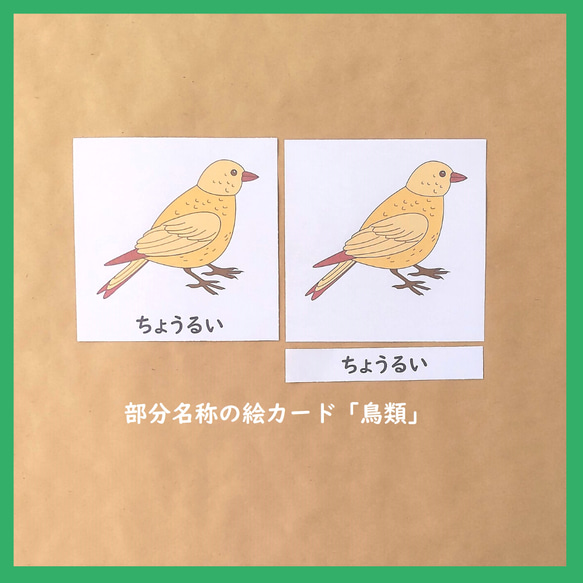 鳥類の部分名称の絵カード★モンテッソーリの文化教育