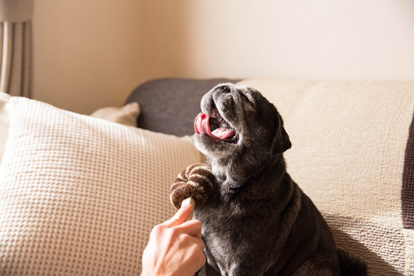 【雑誌で掲載されました！】ペット用たわし（犬用たわし typeA）