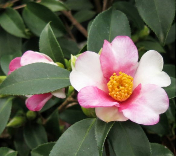 椿【夢 】ピンクとホワイトの花びらが交互に並ぶ面白い椿    「攸県油茶」の流れを汲む夢には 香りがある☆お問い合わせを