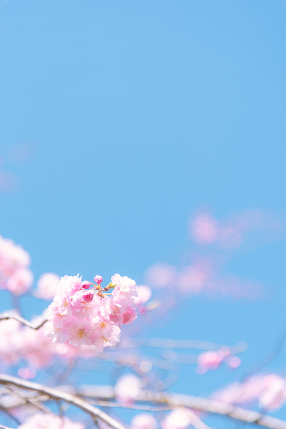 写真のある豊かな暮らし【空に咲く 桜】