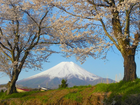 世界遺産「富士山と忍野村の桜」写真 A4又は2L版 額付き