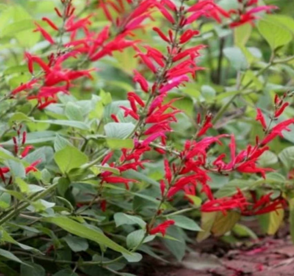 【パイナップルセージ】紅に燃える鮮やかな花初夏から霜が降るまで咲く♡葉っぱからパイナップルの香り