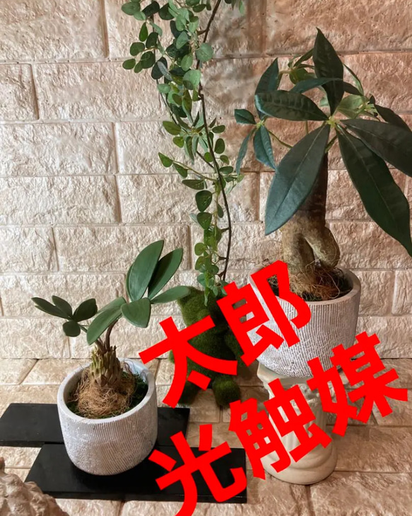 光触媒　人工観葉植物　ウォールグリーン　フェイク　　フラワー　トロピカルと太足パキラ