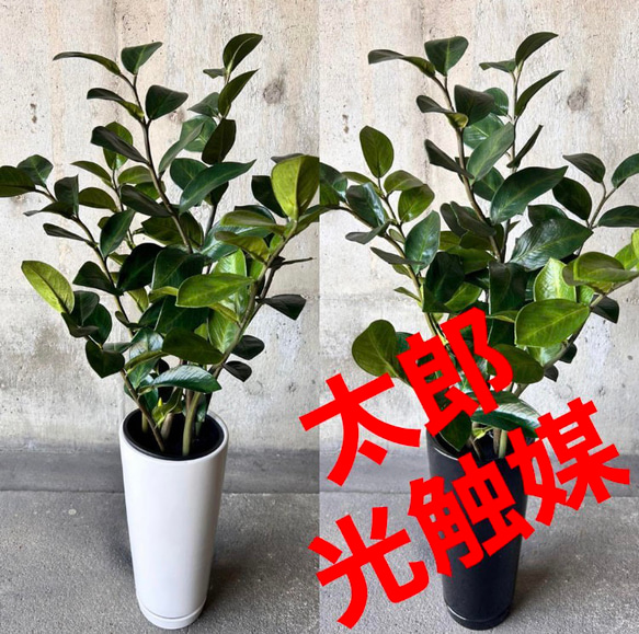 光触媒　人工観葉植物　ウォールグリーン　フェイクグリーン　ザミフォリアaj