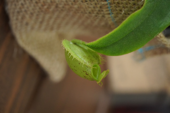 人気の食虫植物！ネペンテス・アンプラリア◆ウツボカズラ　ギフト　夏