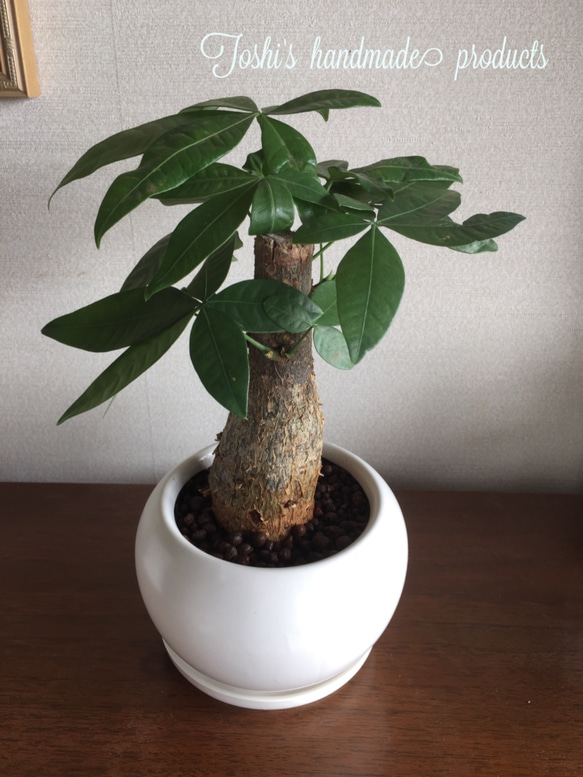 小さな風水に強いパキラの鉢植えです。（陶器製受皿付き）