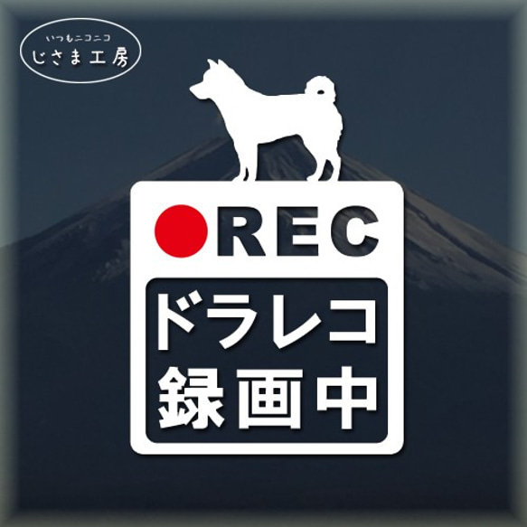 柴犬の白色シルエットステッカー危険運転防止!!ドライブレコーダー録画中