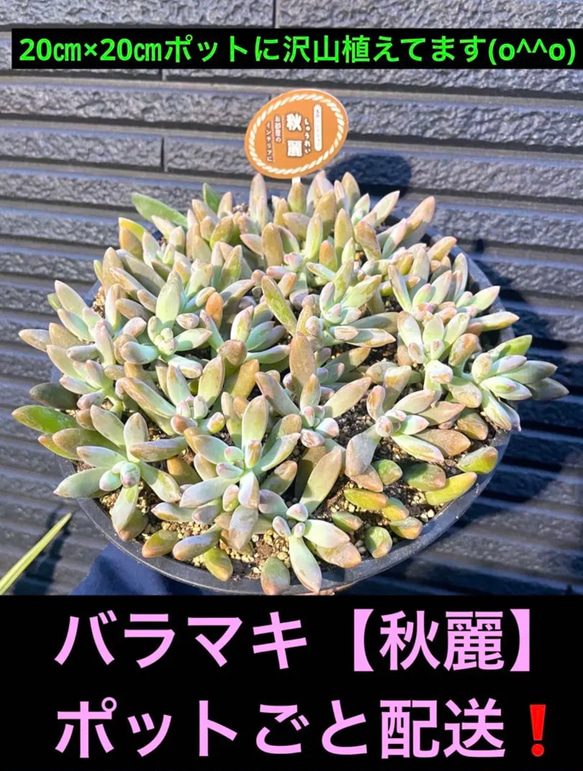 ✳️初出品✳️ バラマキ【秋麗】20㎝×20㎝ポットにたっぷり植えてます(o^^o)