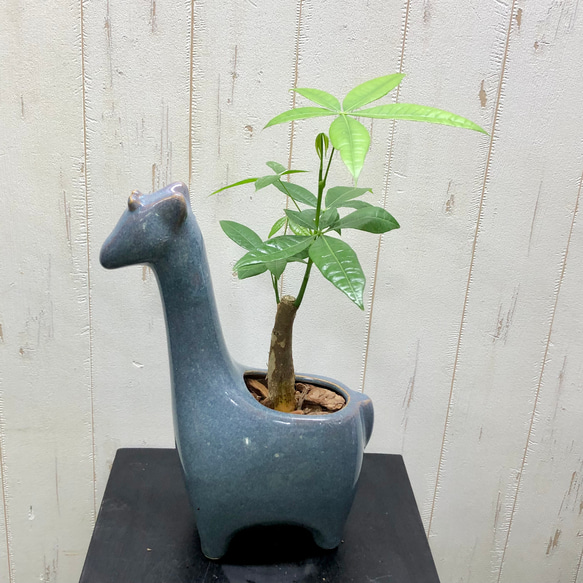 パキラ  blue giraffe planting