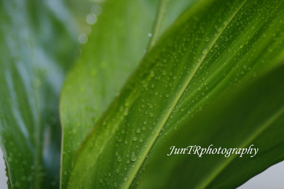 【Ti Leaf Drops】ハワイ写真　ティーリーフ　緑　葉　朝露　南の島　南国　植物写真　プランツ　マットフレーム