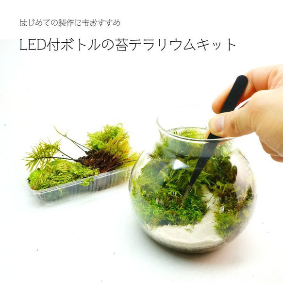 【スターターキット】LEDライト付ボトルテラリウム　作成キット 14cm 苔セット