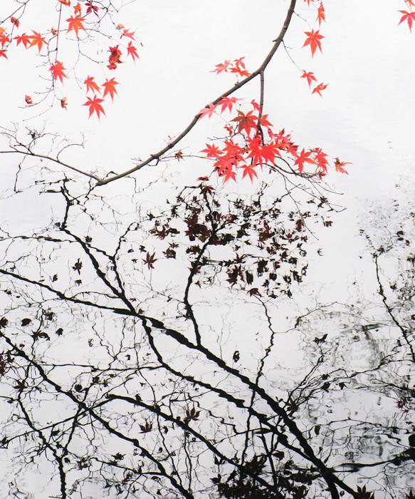 四つ切り写真紅葉（四切 254×305mm）